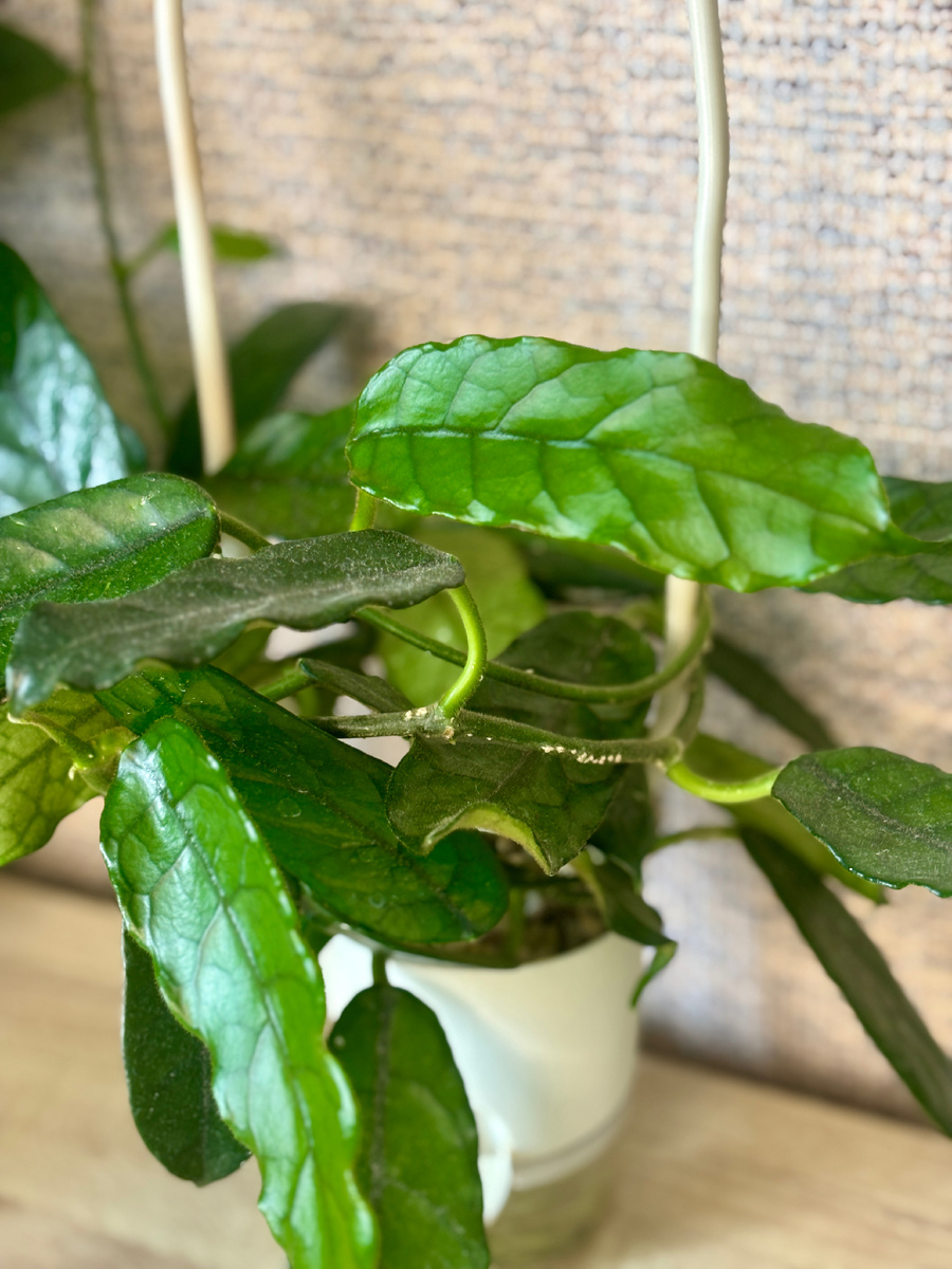 Только посмотрите на эти свежие листики.