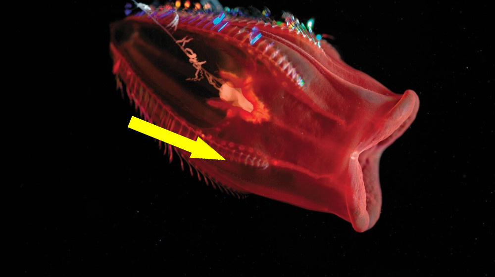    Ученые нашли под водой существо которое живет 15 000 лет и это не медуза