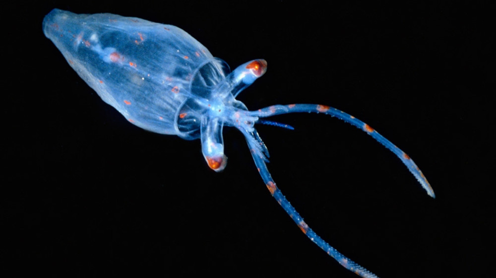    Ученые нашли под водой существо которое живет 15 000 лет и это не медуза