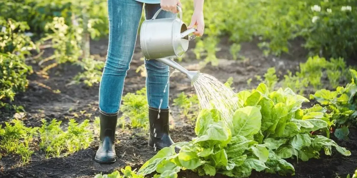 полив в жару