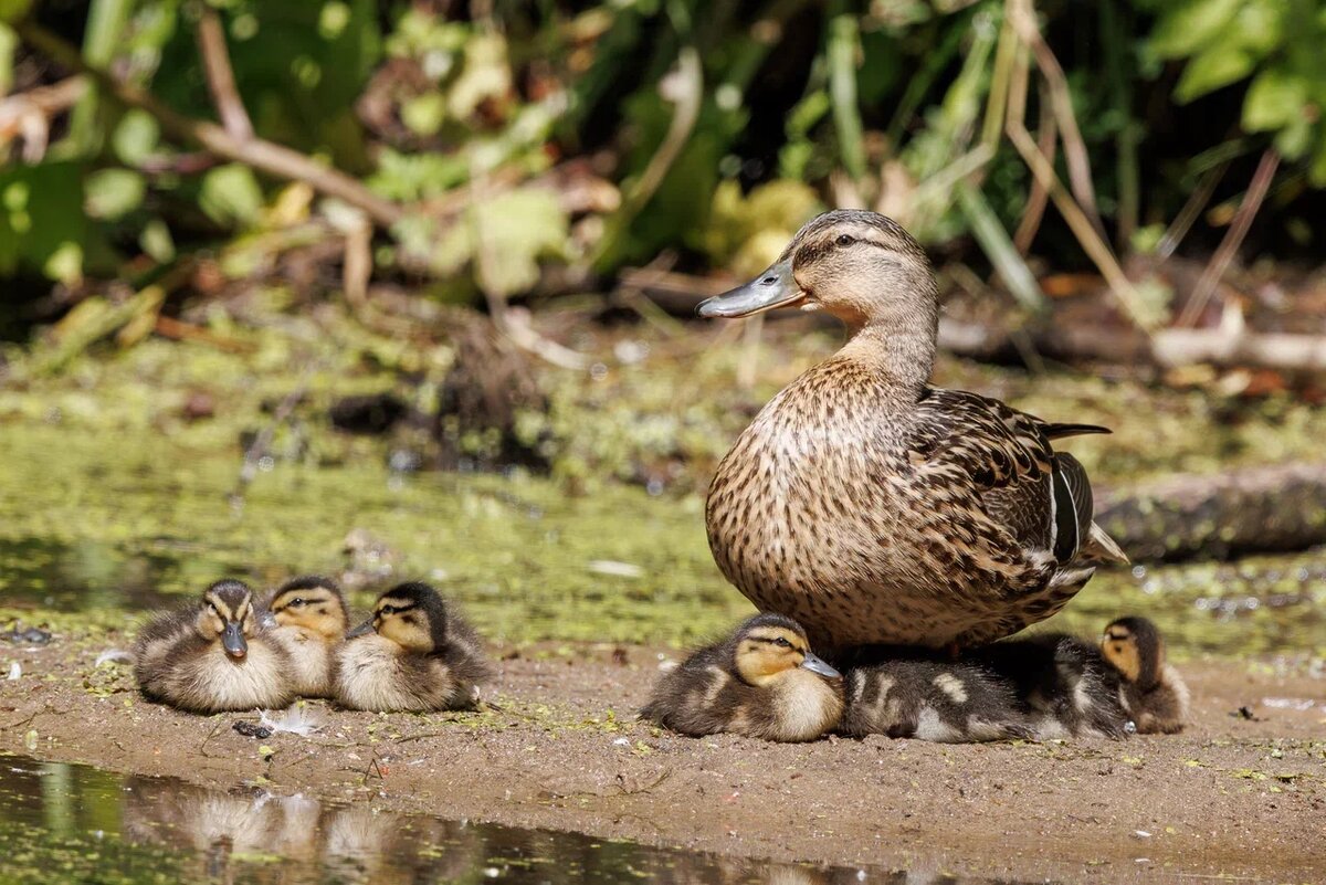 Кряква с утятами