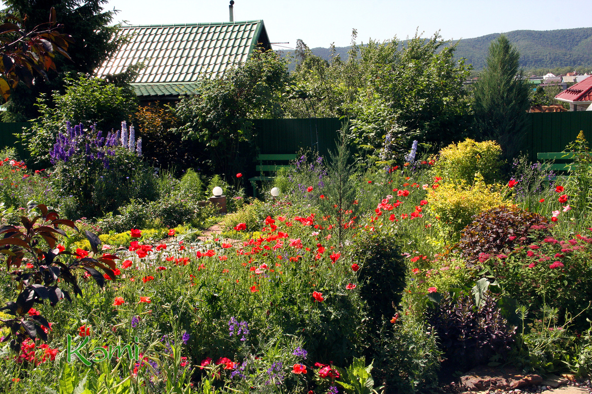 Маковая поляна в июне.