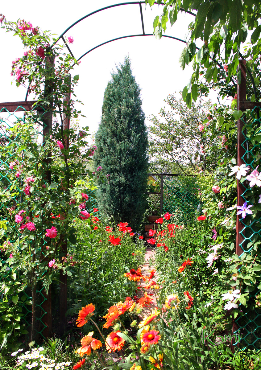 Июнь в саду. Розы, маки, клематисы, гайлярдия.