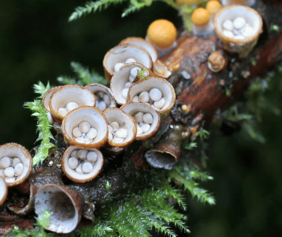 Фото из интернета.