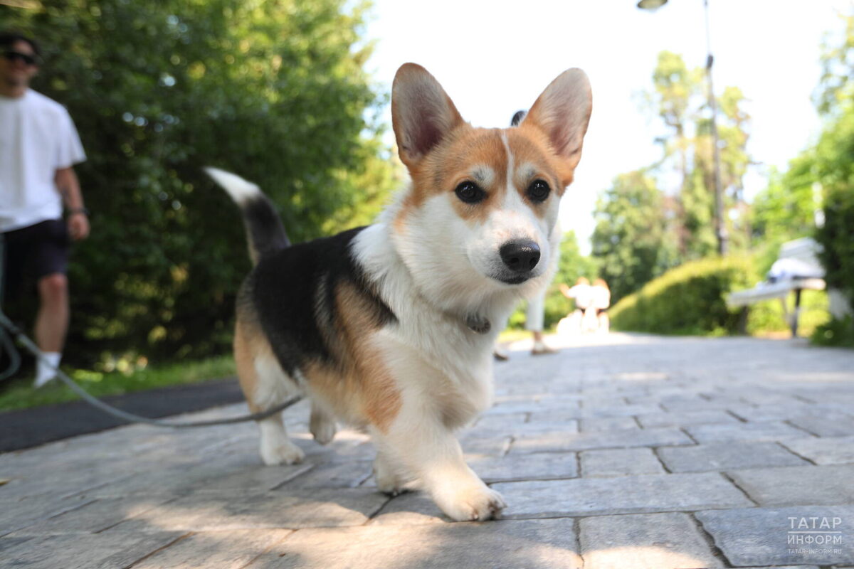 Фото: © «Татар-информ» / Михаил Захаров