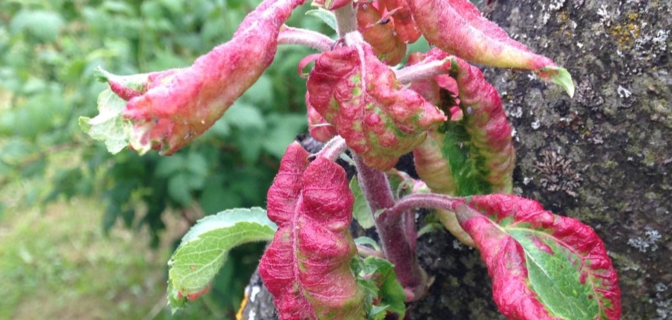 лмстья пораженные тлёй