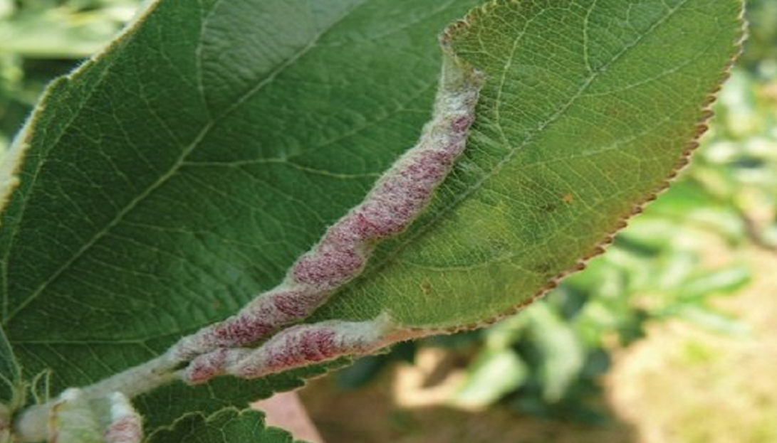 листовертка