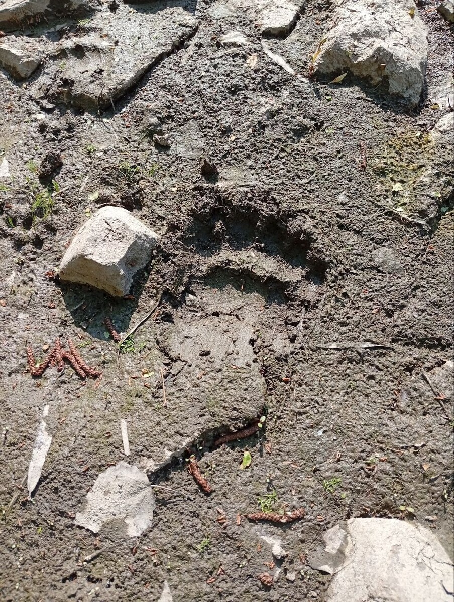    Фото: Telegram-канал Романа Амплеева   📷   Фото: Telegram-канал Романа Амплеева