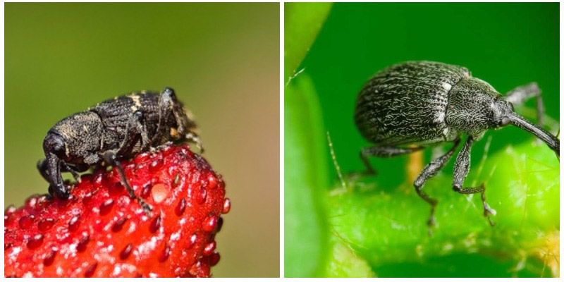 Как спасти урожай от долгоносика: эффективные методы борьбы