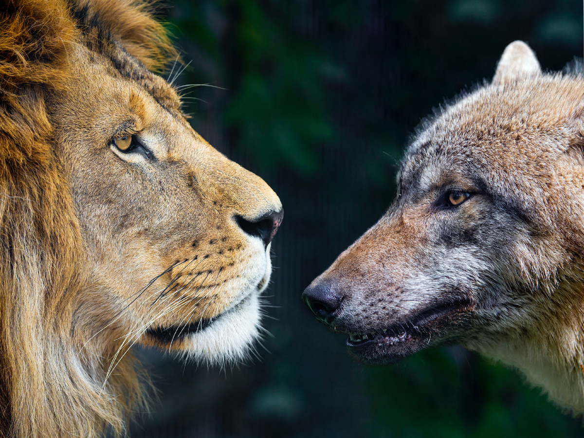 Коллаж из фотографий: tambako, CC BY-ND 2.0