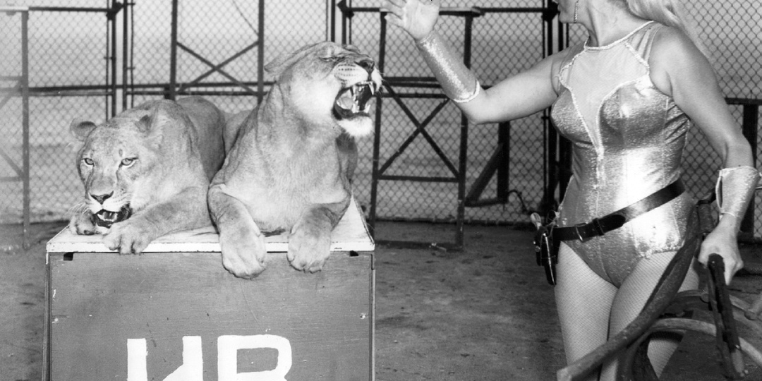 Дело не в кнуте: почему лев выступает в цирке, а волк отказывается
