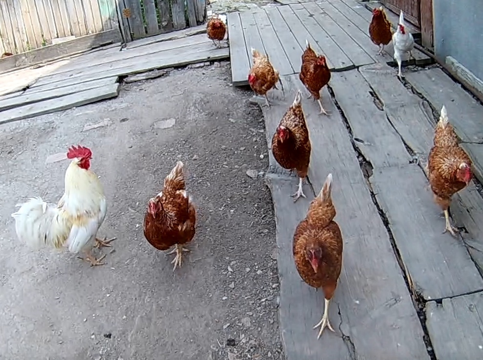 Бегущие курицы и белый Петух