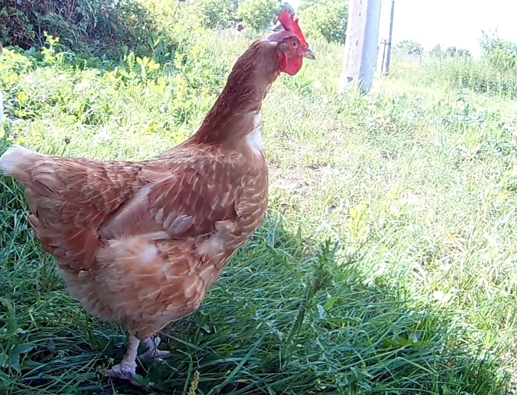 Курица среди травы