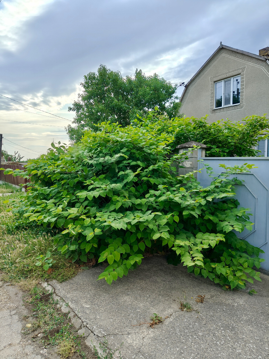 Рейнтурия Сахалинская