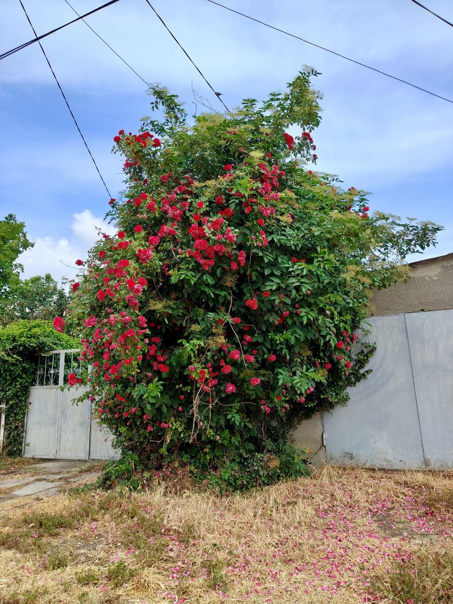 Розы и бузина. 
