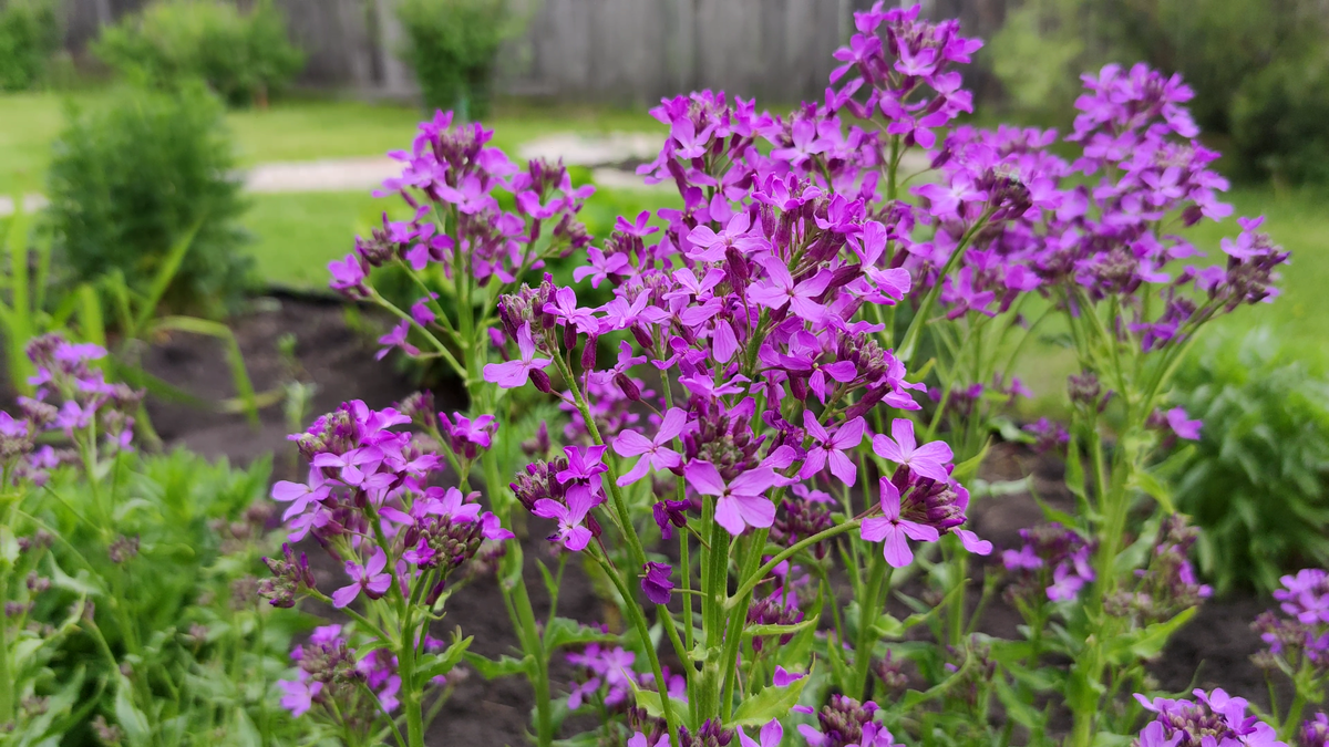 Вечерница Матроны (Hesperis matronalis)