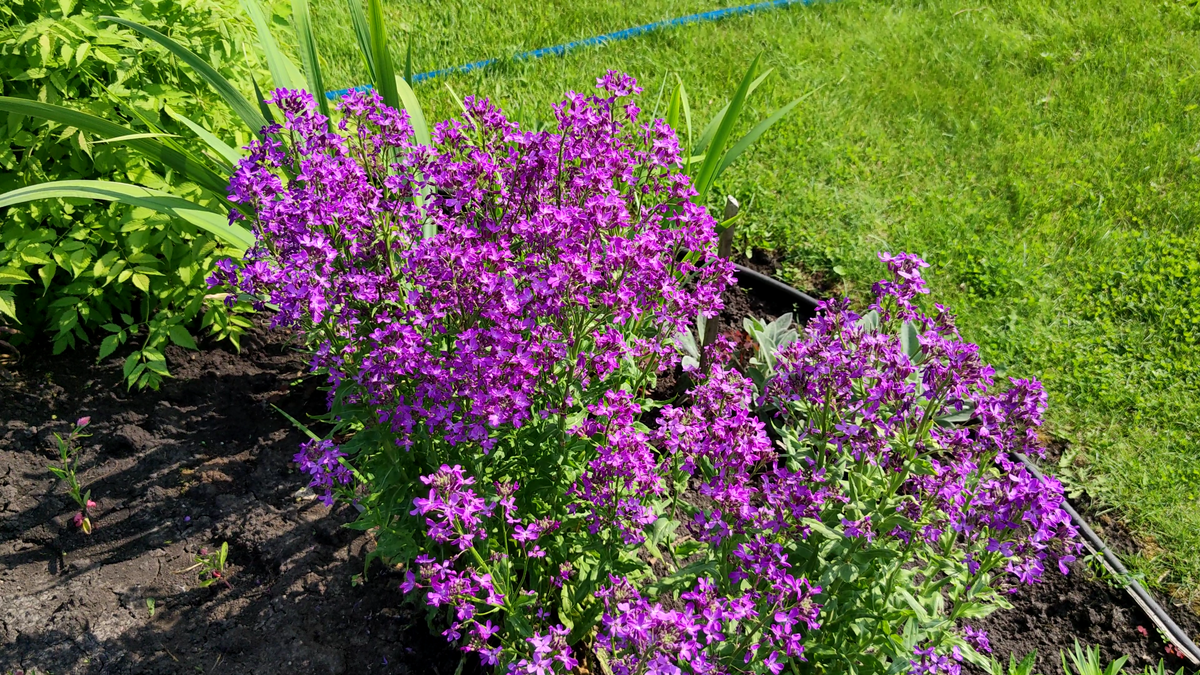 Вечерница Матроны (Hesperis matronalis)