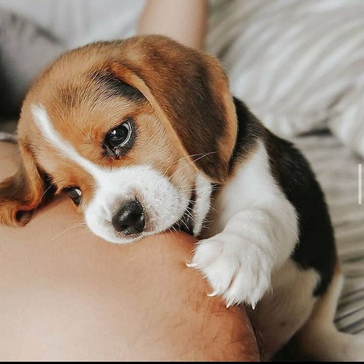 источник фото: https://i.pinimg.com/736x/2b/ea/30/2bea30310376183fca9641b18e2c4914.jpg