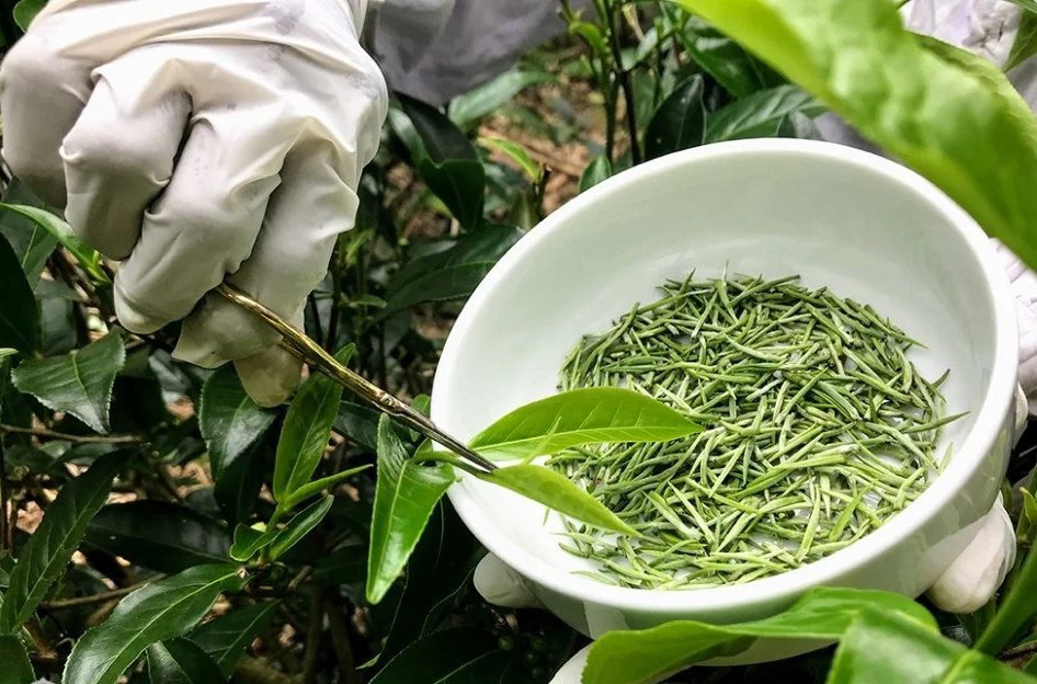 Чайная Почка