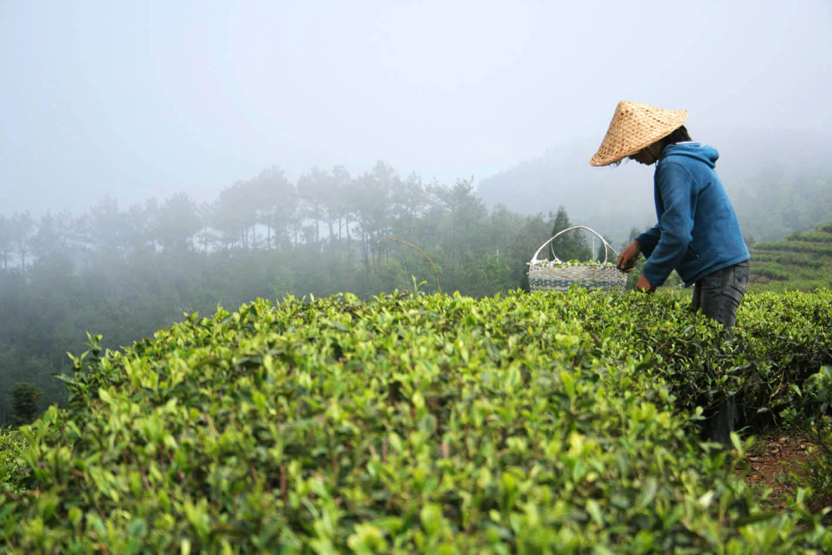 Сбор Белого Чая