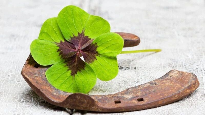    Фото: Sonja Calovini / shutterstock.com / Fotodom