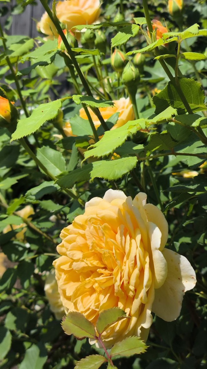 Голден Селебрейш