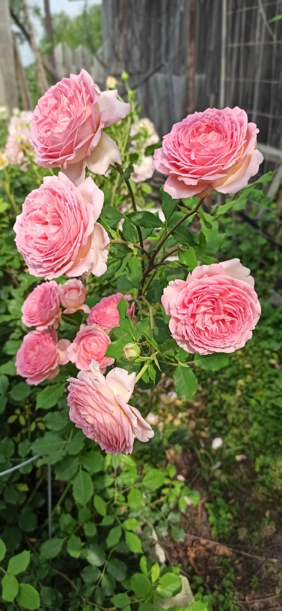 Джубили Селебрейш