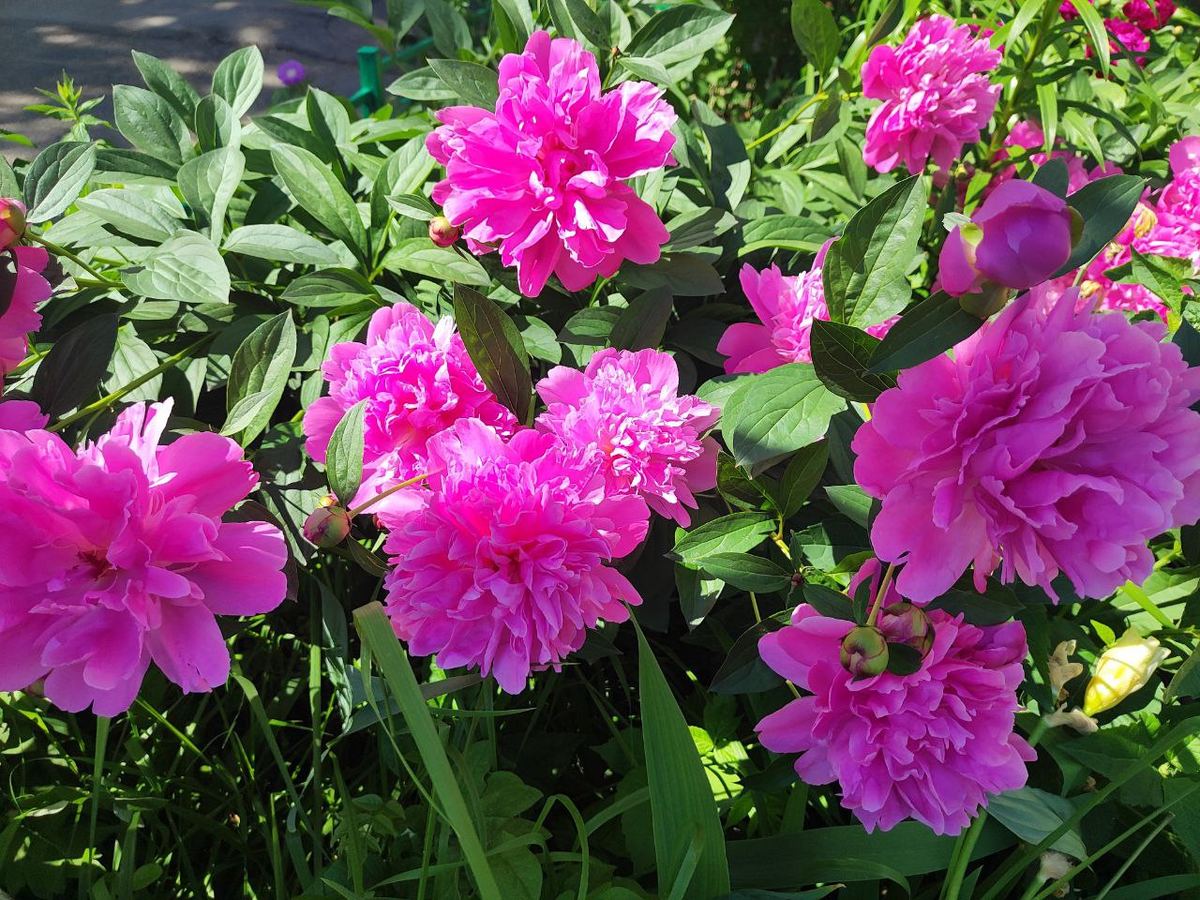 Фото автора.