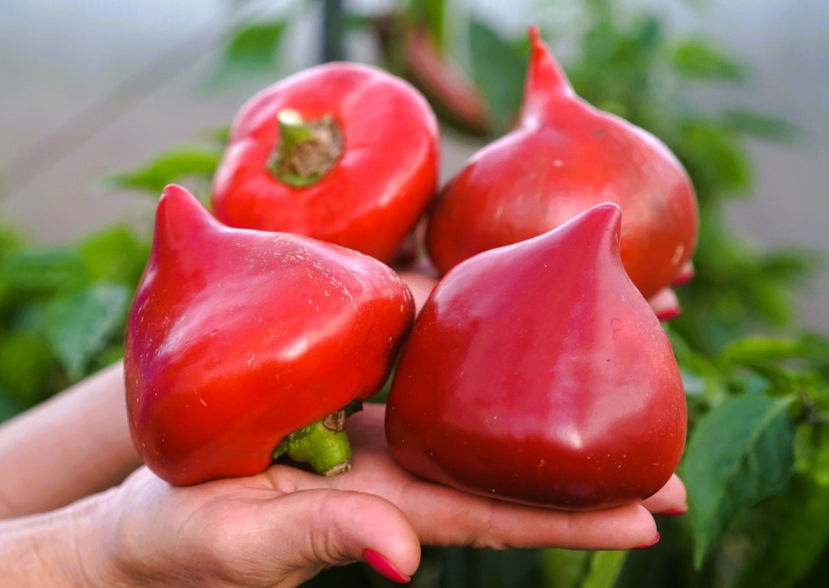 Перец: сорт Леся