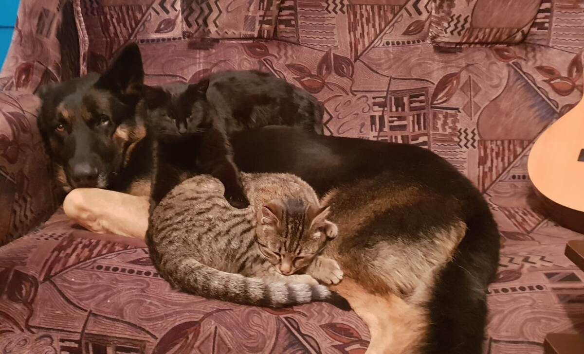 Рекс с Марсиком и Тигрой