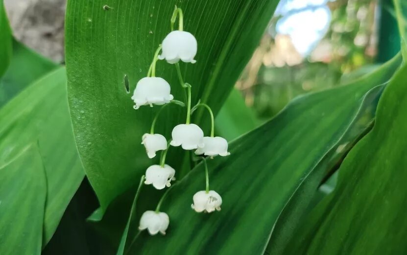    Погода в Ижевске на день: 16 июня ждем тепло +21°С и грозы