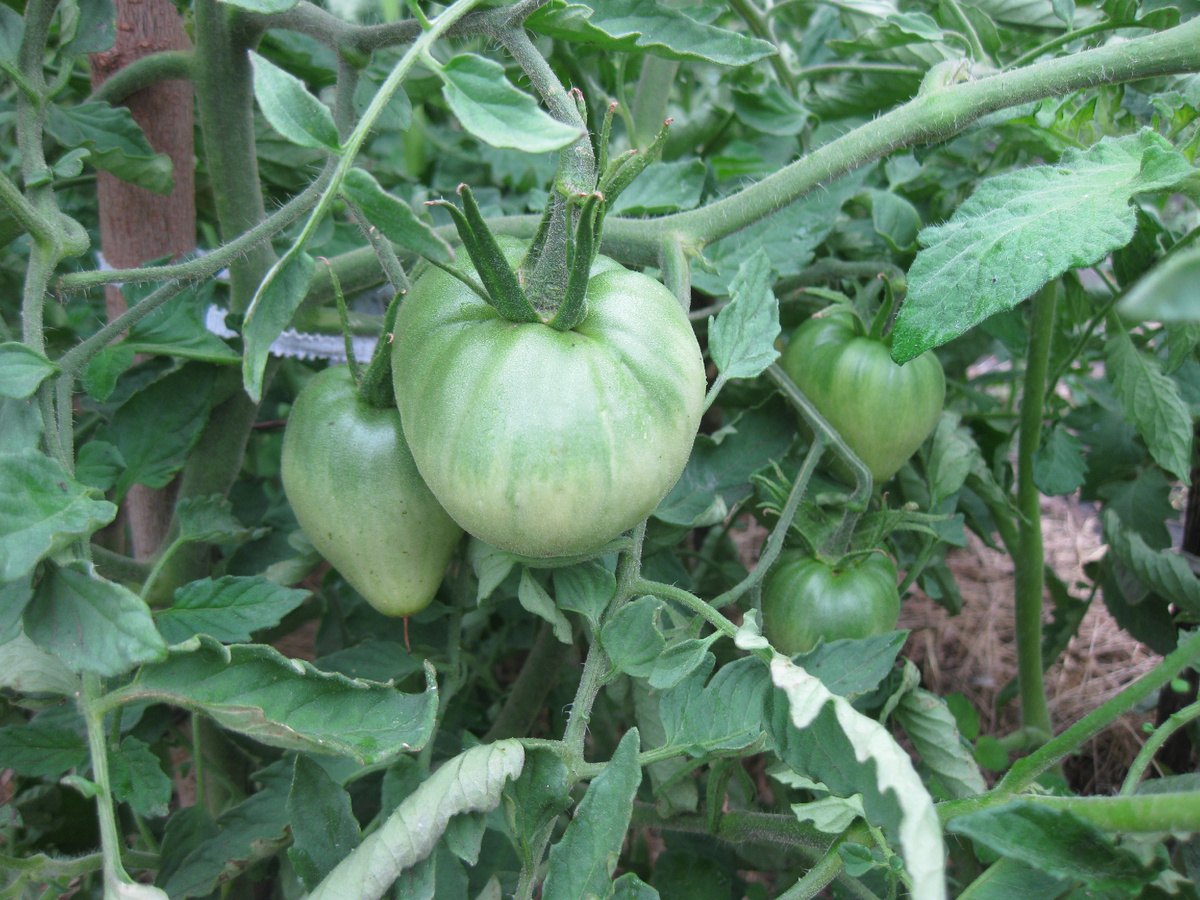 Томаты, фото автора