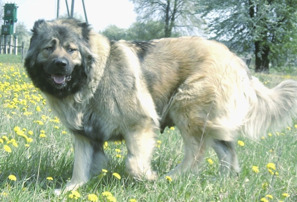 Кавказская овчарка