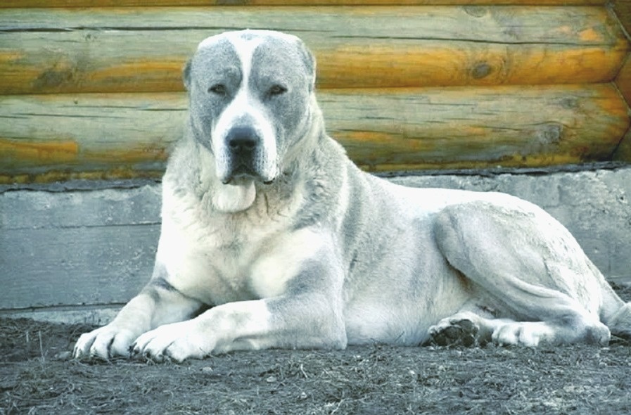 Среднеазиатская овчарка (алабай)