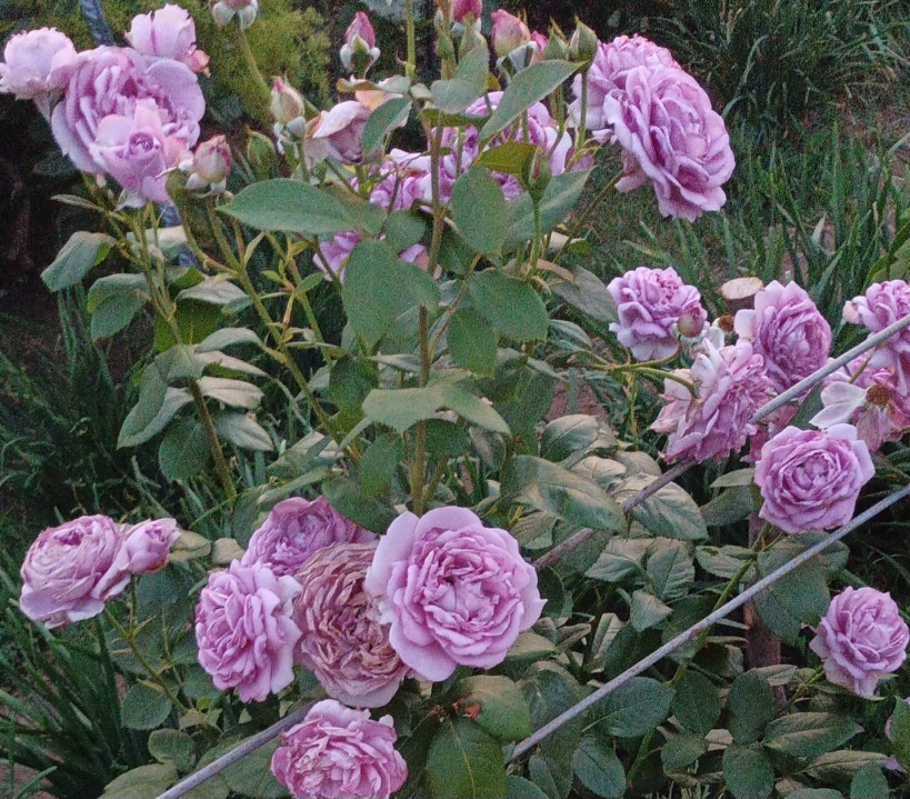 Новалис в вечернем свете.