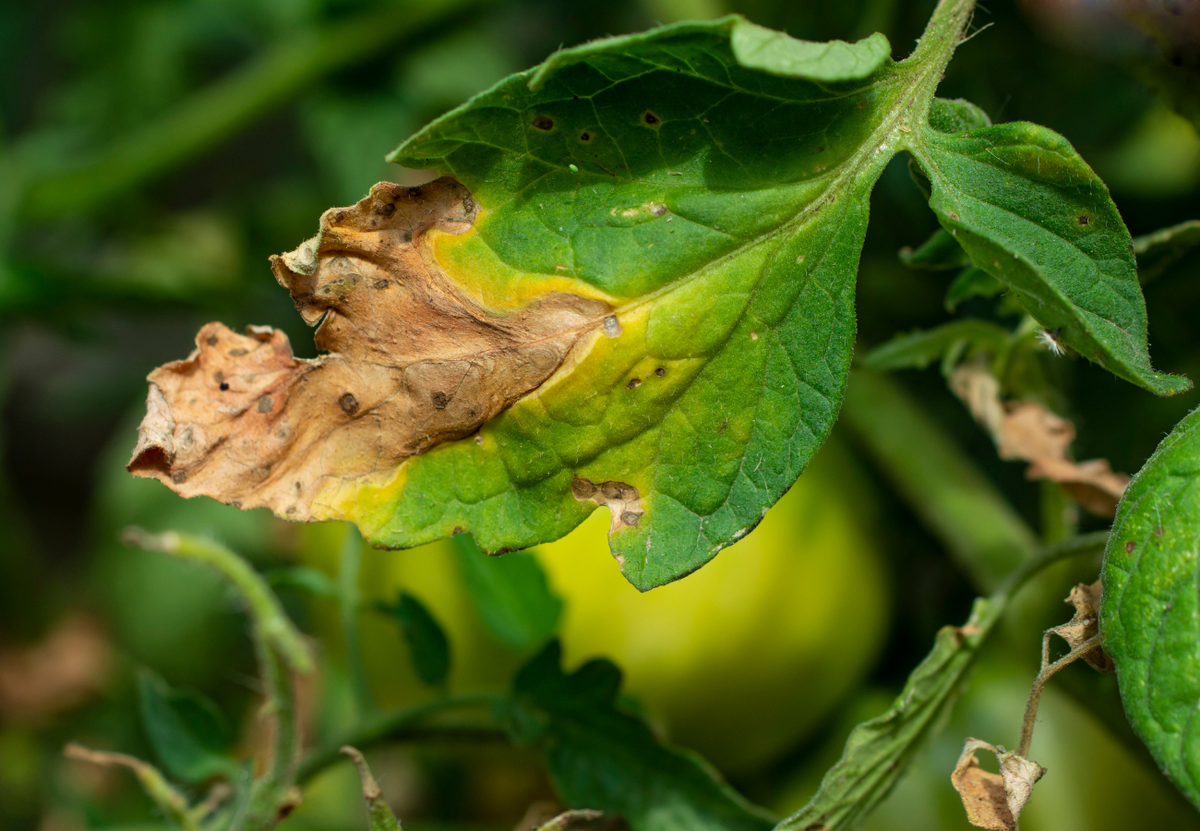 Как выглядит Фитофтороз