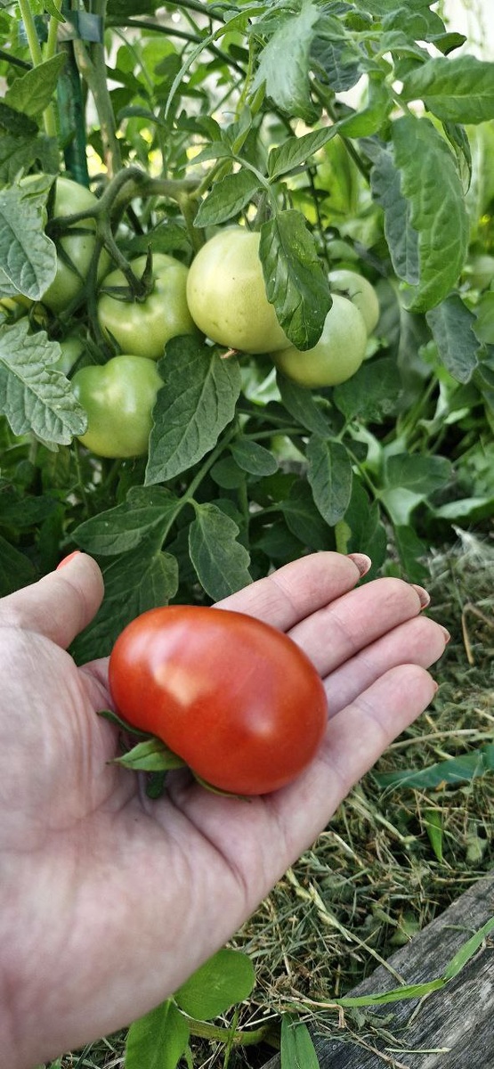 Мой первый помидор.
