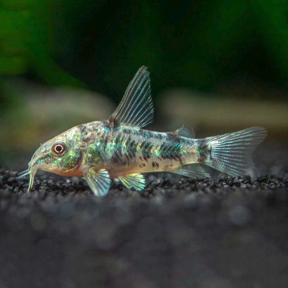 природная форма