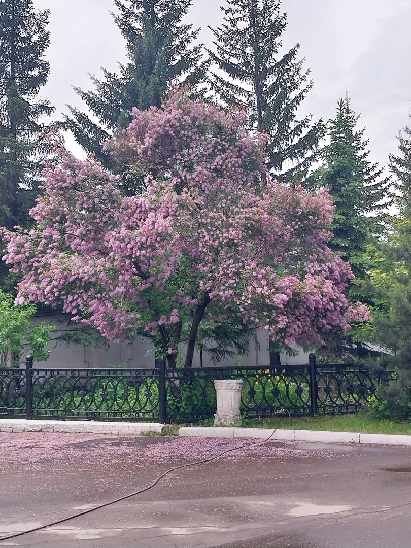 мне нравятся эти советские чугунные ограды, сделанные на заводе ИЗТМ; часто вижу, как молодые экскурсоводы твердят про "подлинные" ограды возле памятника царю, например, тихонько вздыхаю... ибо, разумеется, всё новодел, всё реплики, а из того, что покрепче и сохранилось - только вот... 