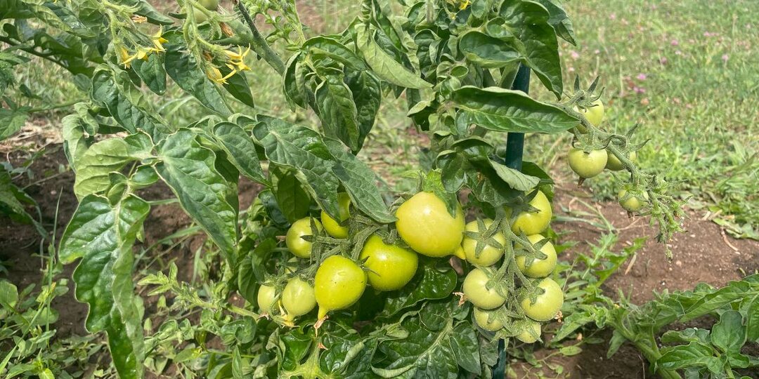 Почему у томатов скручиваются листья и как это исправить?