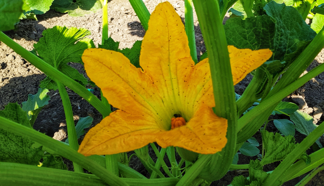 цветок кабачка