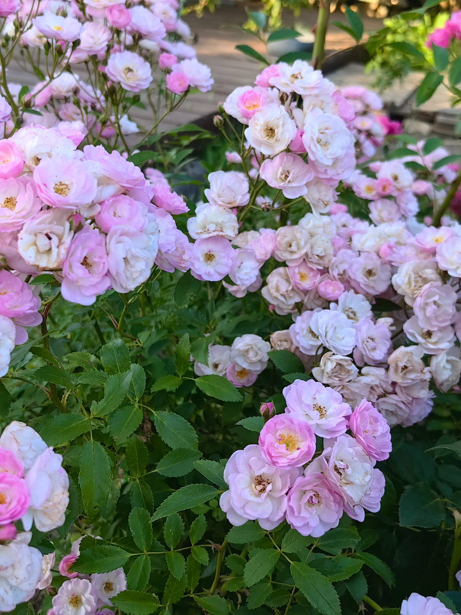 Моя красотка