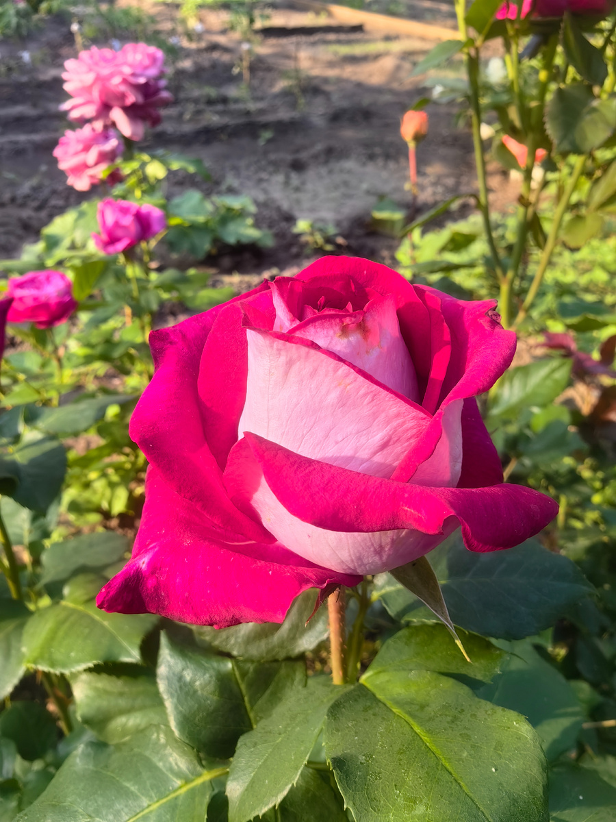 Яркий представитель чайно-гибридной "породы" роз - сорт Люксор