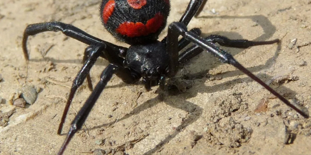Опасные пауки в России: кого стоит бояться и где они водятся.