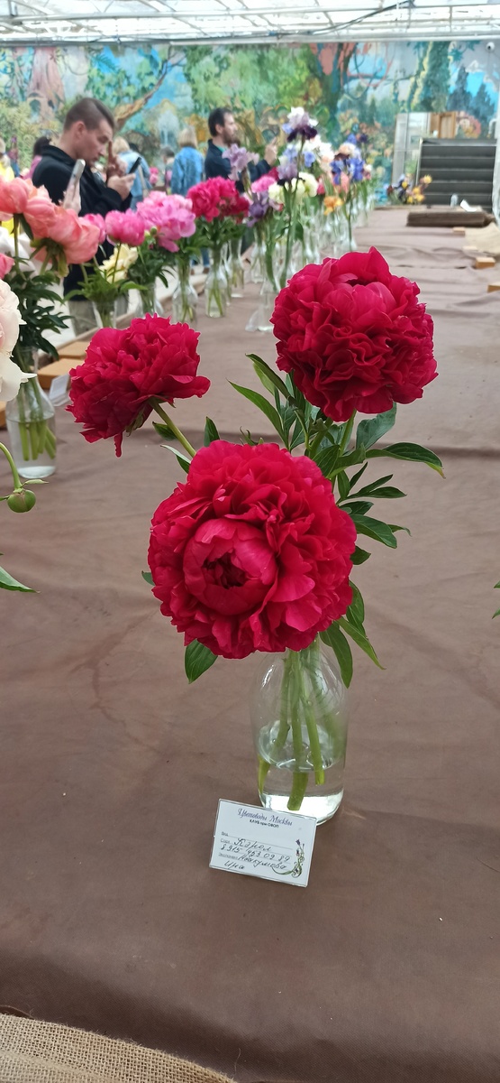 Пион "Кэрол". 