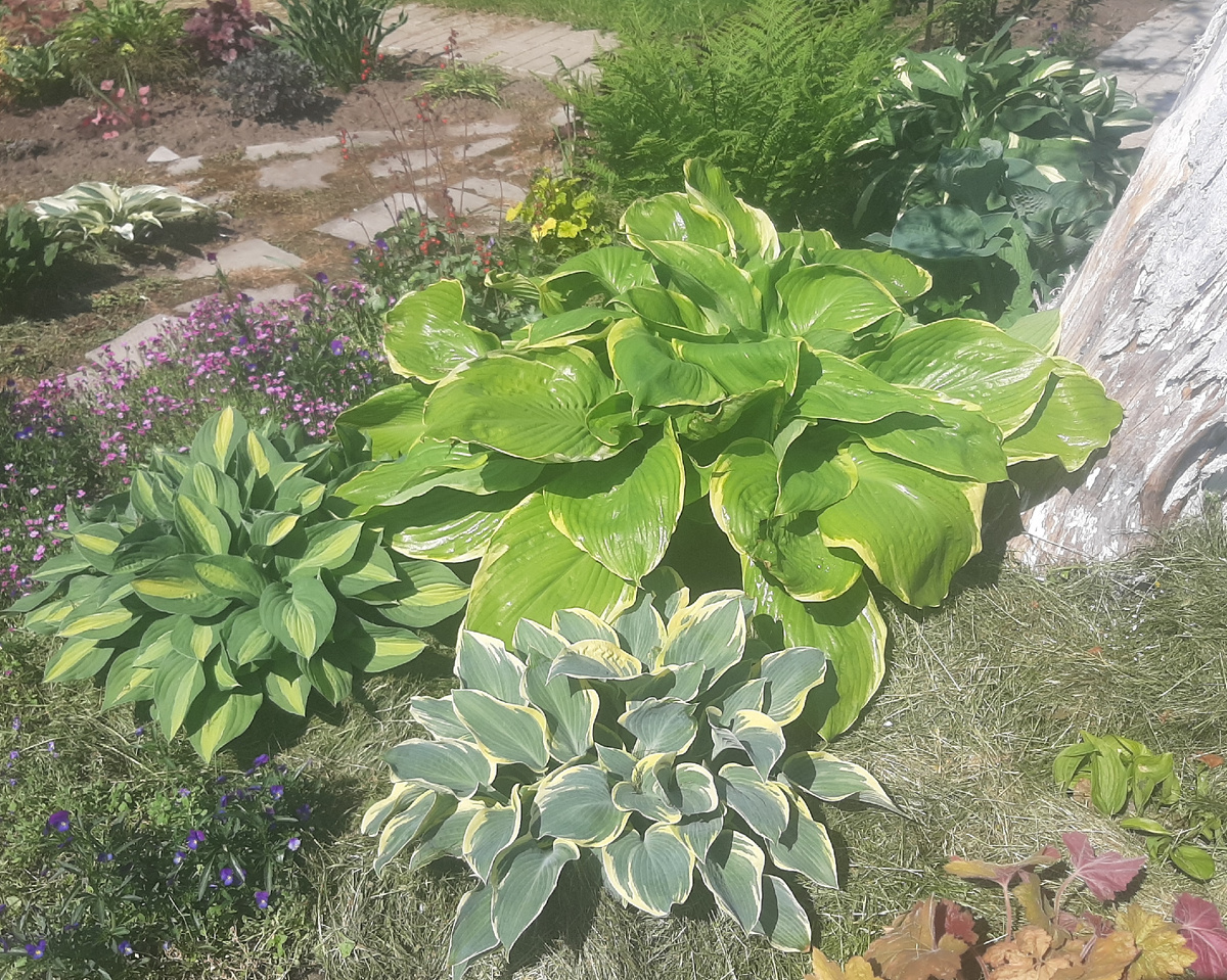 В центре Винтер Сноу