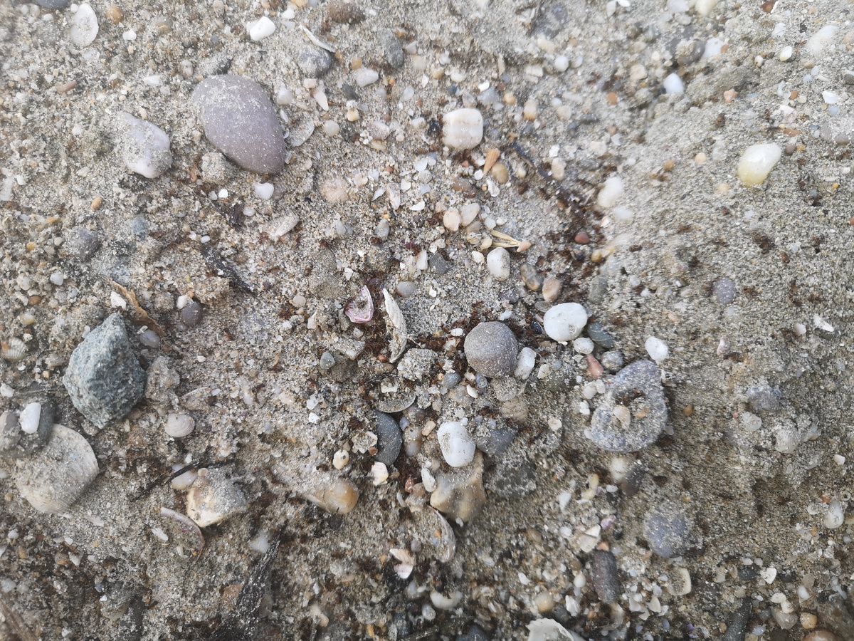 Сдохли. Чёрные точки это они. Даже матку отравила