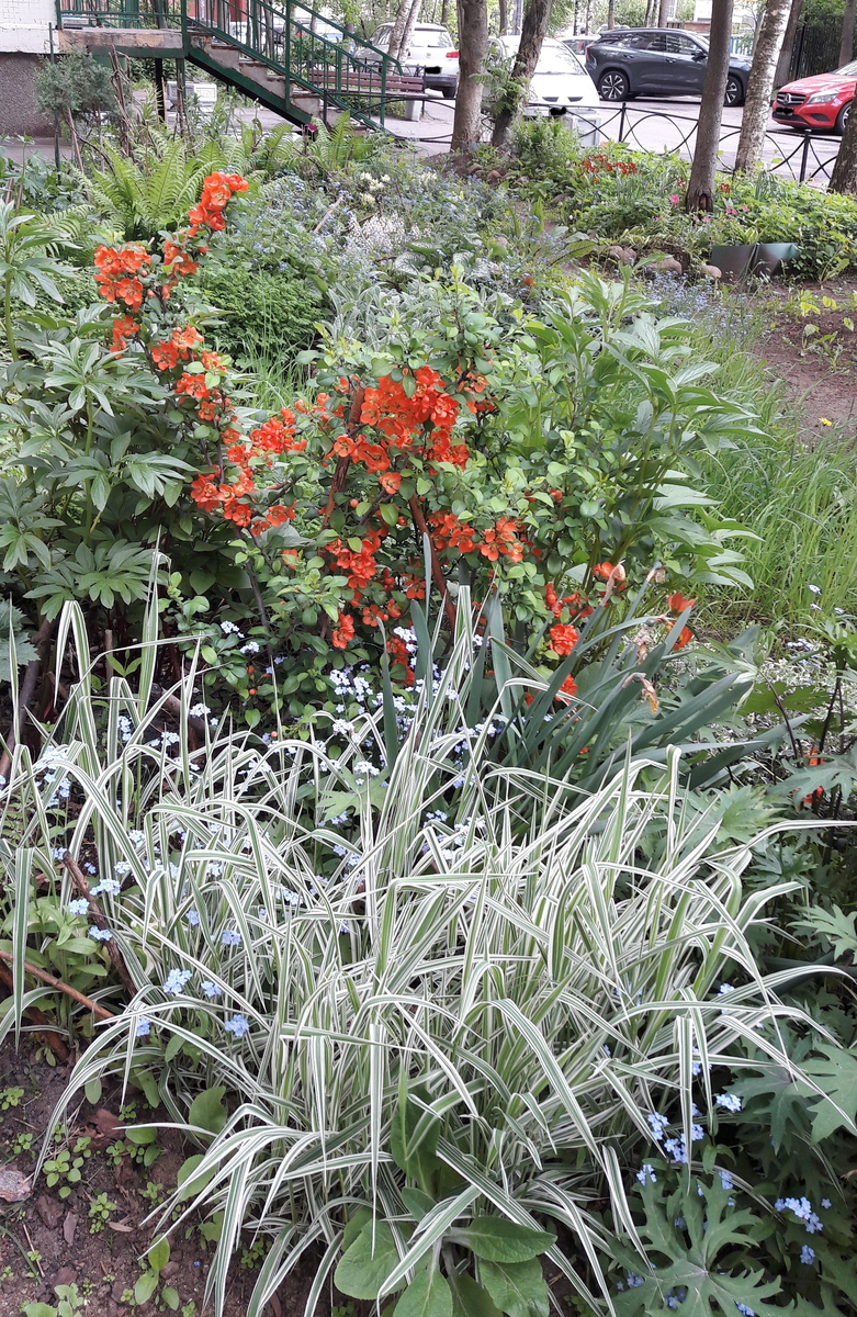 Айва и фалярис