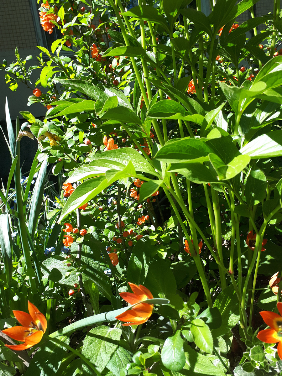 Оранжевое кружево