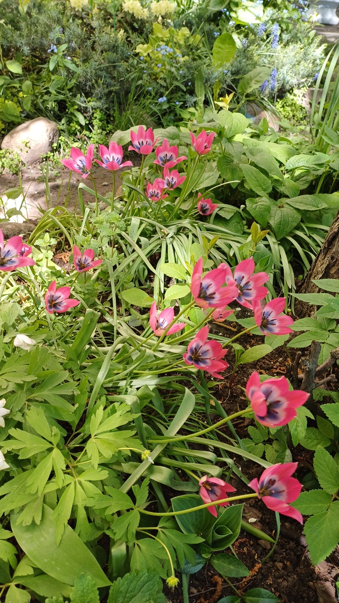 Тюльпан ботанический  Little Princess